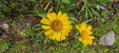 Hymenoxys integrifolia