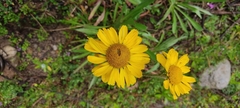 Hymenoxys integrifolia