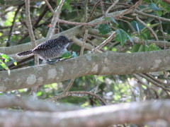 Thamnophilus multistriatus