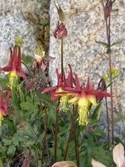 Aquilegia pubescens