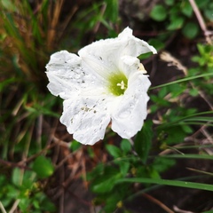 Ipomoea proxima