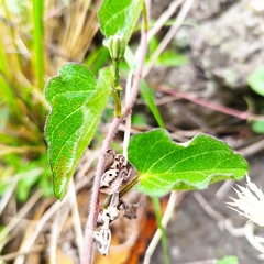 Ipomoea proxima