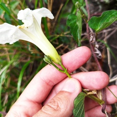 Ipomoea proxima