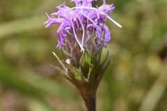 Liatris tenuis