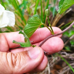 Ipomoea proxima