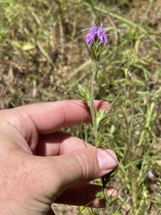 Liatris tenuis