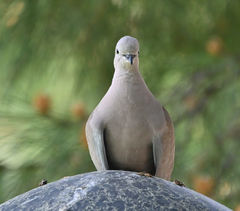 Streptopelia decaocto
