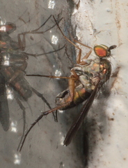 Dolichopus ungulatus