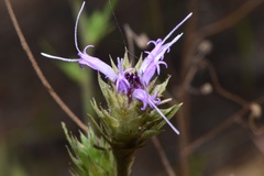 Liatris tenuis