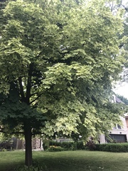 Acer platanoides