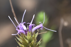 Liatris tenuis