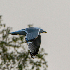 Larus brachyrhynchus