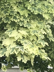 Acer platanoides