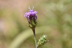 Liatris tenuis
