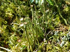 Cladonia maxima