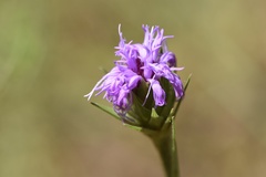 Liatris tenuis