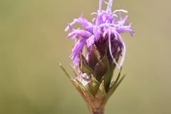Liatris tenuis