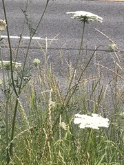 Daucus carota