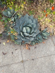 Agave potatorum