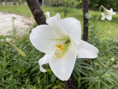 Lilium longiflorum scabrum