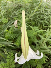 Lilium longiflorum scabrum