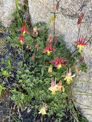 Aquilegia pubescens