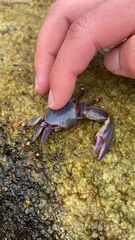 Petrolisthes violaceus