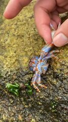 Petrolisthes violaceus