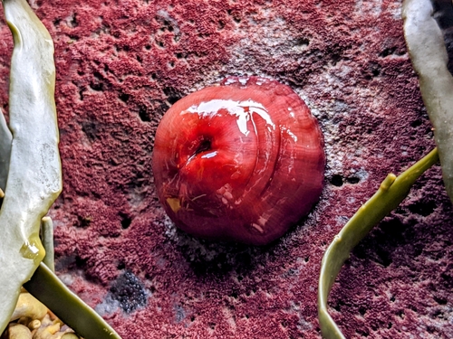Crvena moruzgva (Actinia equina)