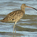 Far Eastern Curlew - Photo (c) Pete Woodall, some rights reserved (CC BY-NC), uploaded by Pete Woodall