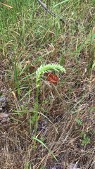 Spiranthes romanzoffiana