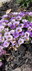 Oxalis purpurea