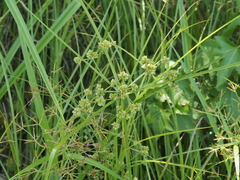 Cyperus pseudovegetus