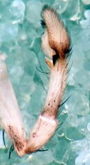 Philodromus spectabilis