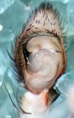 Philodromus spectabilis