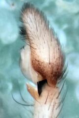 Philodromus spectabilis