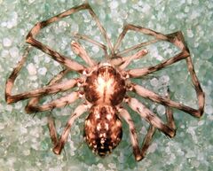 Philodromus spectabilis