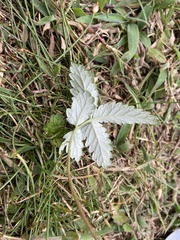 Potentilla discolor