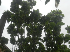 Polyscias balfouriana