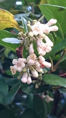 Viburnum suspensum