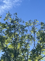 Brotogeris jugularis