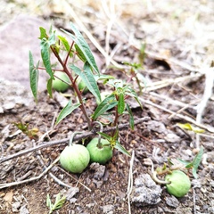 Jarilla heterophylla