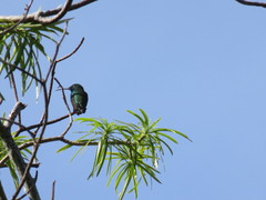 Campylopterus falcatus