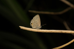 Luthrodes pandava peripatria