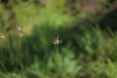 Dichelostemma multiflorum
