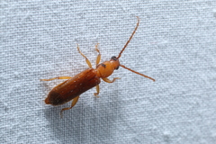 Smodicum cucujiforme