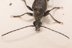 Toxoleptura vexatrix