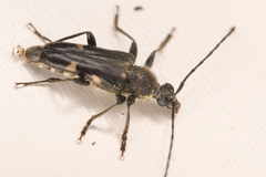 Toxoleptura vexatrix