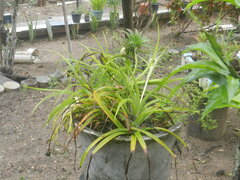 Ananas comosus microstachys