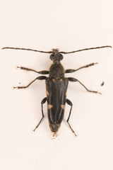 Toxoleptura vexatrix